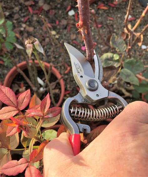 Pruning Roses — Green Acres Nursery And Supply