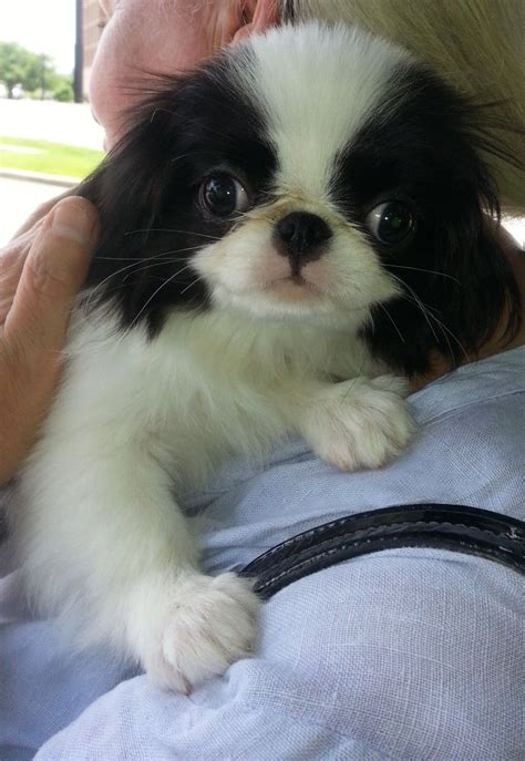 9 6 Months Old Cute Japanese Chin Dog Puppy For Sale Or Adoption