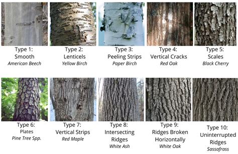 How To Identify Trees In Winter Chikaming Open Lands