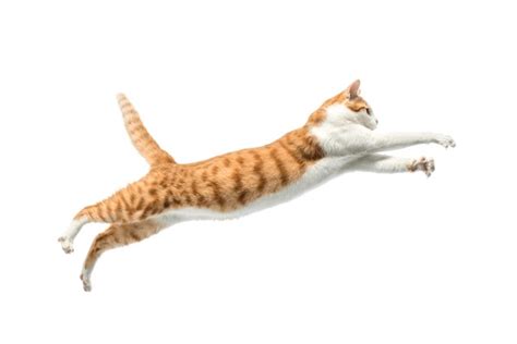 39 Thousand Cat Jumping Royalty Free Images Stock Photos And Pictures