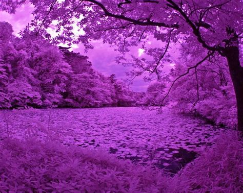 A Purple View Oh Such Beautiful Landscapes Pinterest