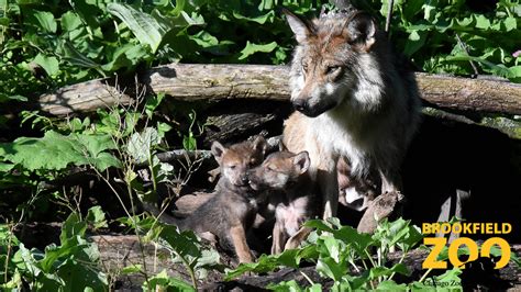 Chicago Zoological Society Endangered Mexican Gray Wolves Born At