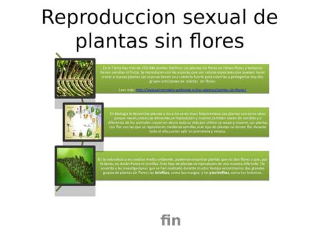 Calam O Reproduccion Sexual De Plantas Sin Flores