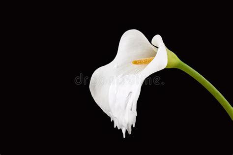 Creative Concept Of White Fresh Calla Lily Or Arum Lily Which Melts