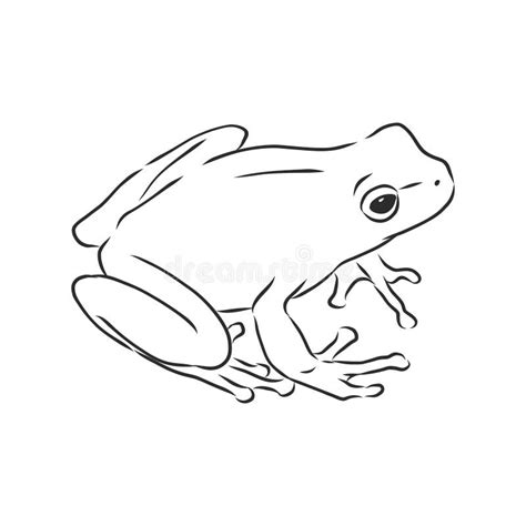 Outline Drawing Of A Frog Isolated On White Frog Vector Sketch