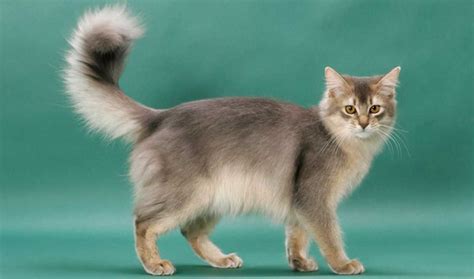 We would like to show you a description here but the site won't allow us. The Somali Cat - Cat Breeds