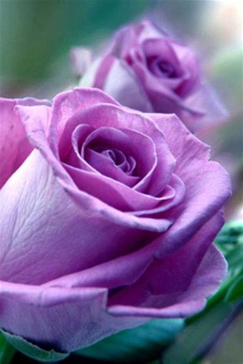 Purple Rose Garden Tips And Tricks Pinterest