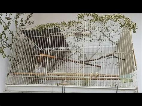 Ciblek kristal gacor ini ngebren ngonci, cocok untuk memaster burung lain atau burung sejenis. TERNAK CIBLEK KRISTAL SEDERHANA - YouTube