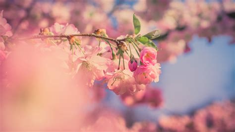 Download Wallpaper 1366x768 Pink Flowers Cherry Blossom Spring Blur
