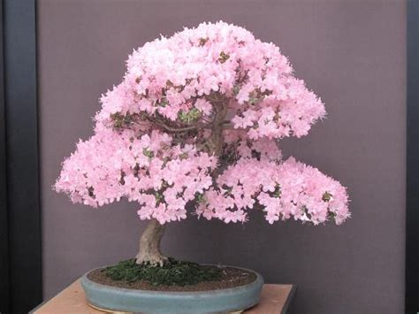 Japanese Cherry Blossom Bonsai Maple Bonsai Pinterest Trees Polymers And Cherry Blossom Tree