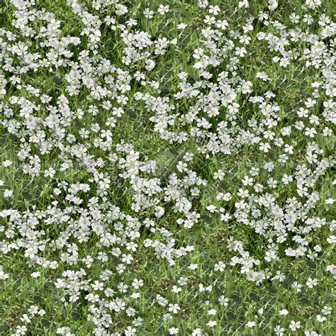 Flowery Meadow Texture Seamless 12965