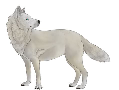 Download transparent white wolf png for free on pngkey.com. Image - White wolf bg.png | Animal Jam Clans Wiki | FANDOM ...