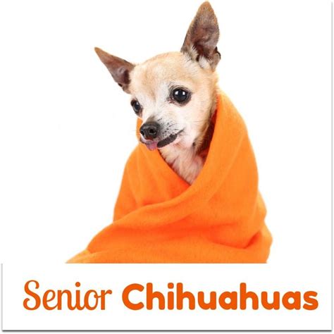 Senior Chihuahuas Chihuahua Chihuahua Dogs Chihuahua Health