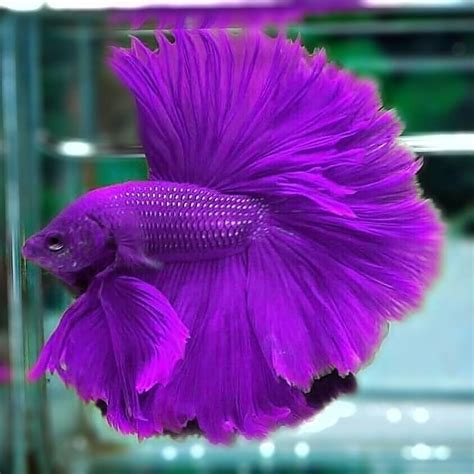 Purple Betta Fish Drtjmcffggh1