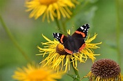 Una splendida farfalla diurna... | L'atalanta (Vanessa atala… | Flickr