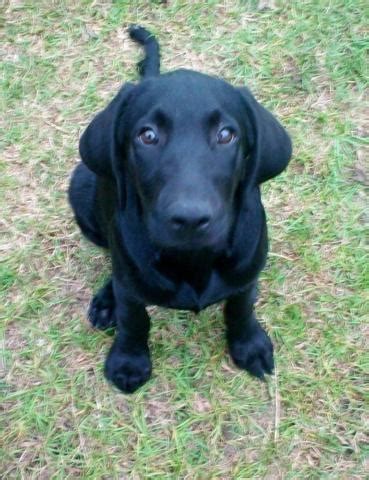 Labrador retriever dogs rescue dogs labradors retrievers #labradors. LABRADOR RETRIEVER Puppies, AKC Black & Chocolate (updated ...
