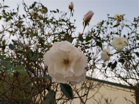 Pruning Roses Bunnings Workshop Community