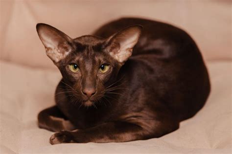 5 Amazing Long Legged Cat Breeds Wise Kitten