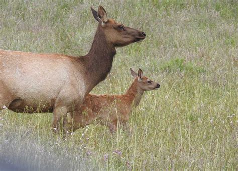 Tule Elk Species Spotlight
