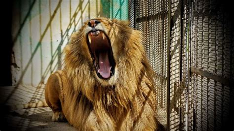 10 Terrifying Animals That Escaped From The Zoo