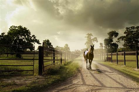 The 15 Best Farm Horses To Help You Around The Farm