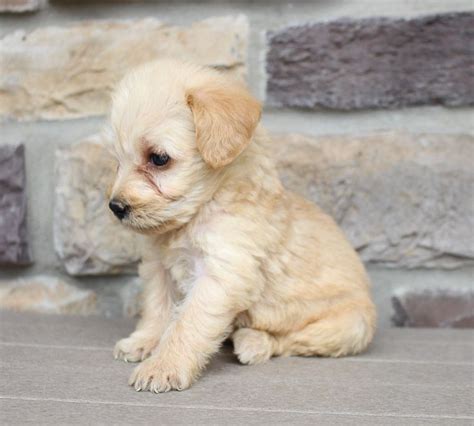 High to low nearest first. Loren - Mini Labradoodle puppies near me for sale (New ...