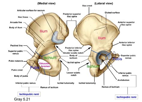 Pin By Basker On Anatomy Skeletal System Anatomy Human Anatomy And