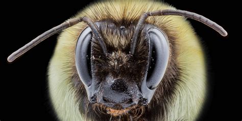 Bumblebee Face Rwoahdude