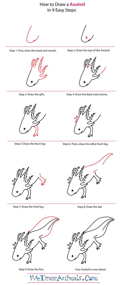 How To Draw An Axolotl We Draw Animals