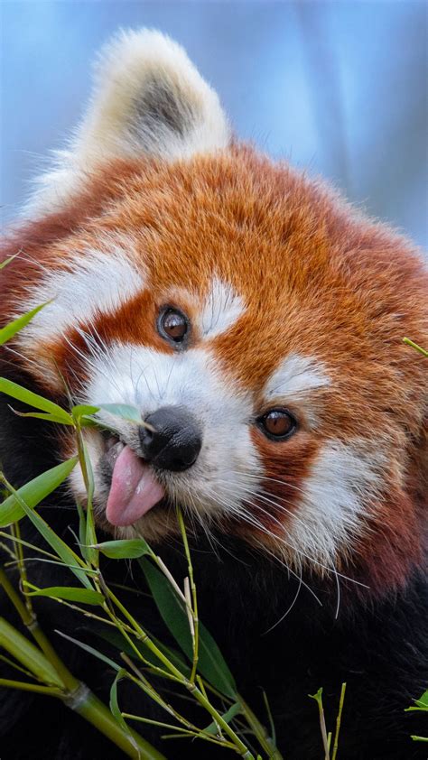 Download Wallpaper 1080x1920 Red Panda Tongue Protruding Cute Funny