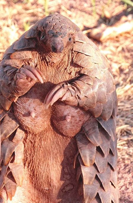 The Birth Of A Pangolin Africa Geographic