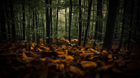 Download Wallpaper 1920x1080 Forest Trees Autumn Fallen Leaves