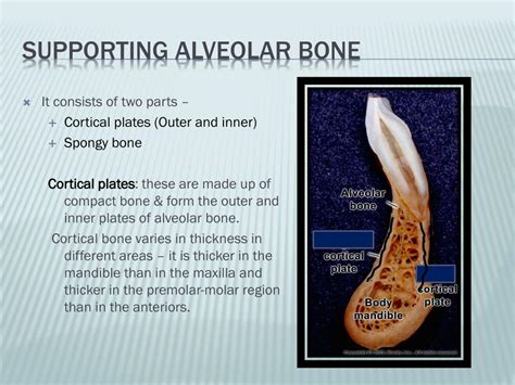 Ppt Alveolar Bone Powerpoint Presentation Free Download Id6806771
