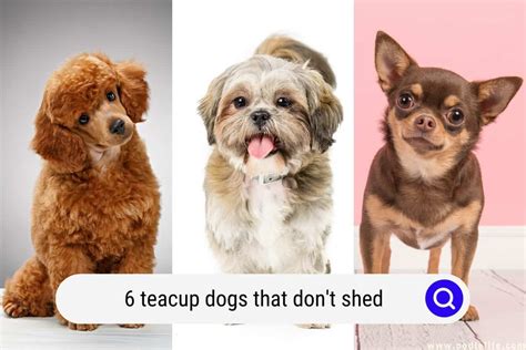 Toy Dog Breeds That Dont Shed Wow Blog