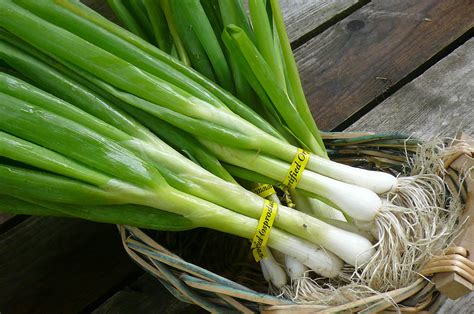 Green onion 170g is available to buy in increments of 1. 10 Veggies You Can Grow From Scraps - Plant Instructions