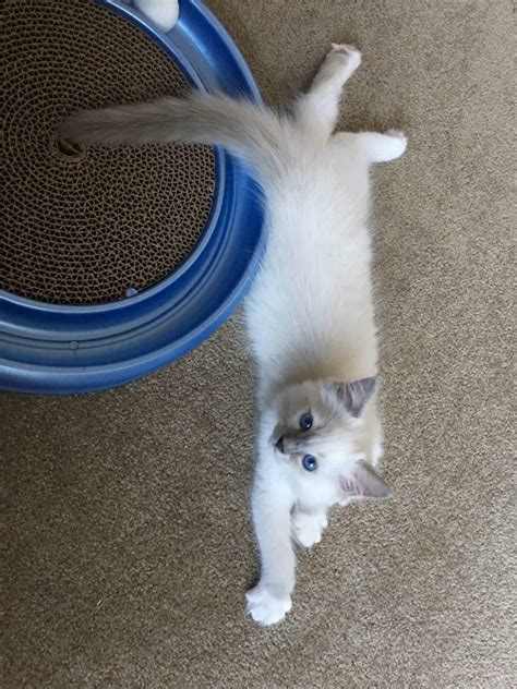 Hendricks Ragdoll Kitten Of The Month Dog And Cat Pet