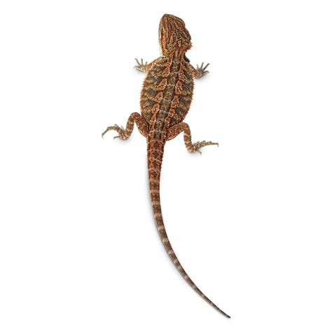 How Much Is A Pet Lizard At Petco Gegu Pet