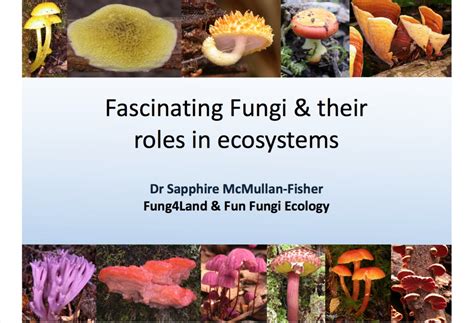 Fascinating Fungi And Their Roles In Ecosystems Mycommunity Applied