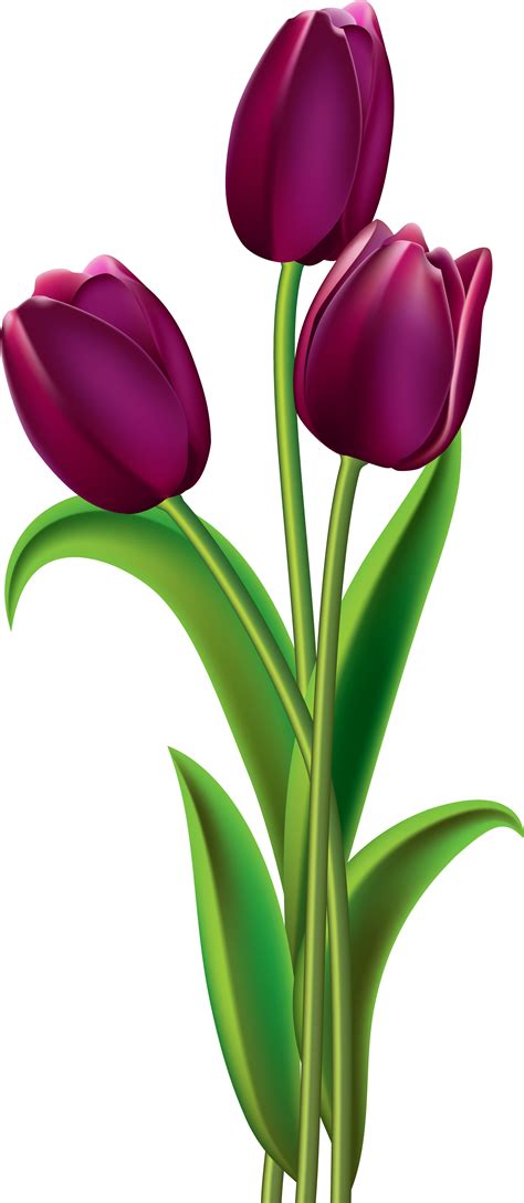 Download Transparent Tulip Clear Background Purple Tulips Clip Art
