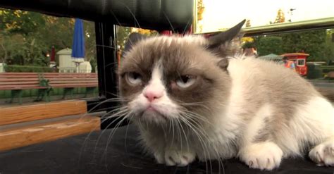 Grumpy Cat Goes To Disneyland Video