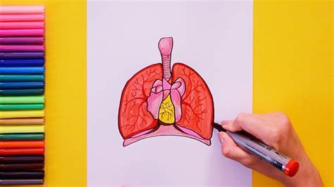 How To Draw Human Lungs Youtube