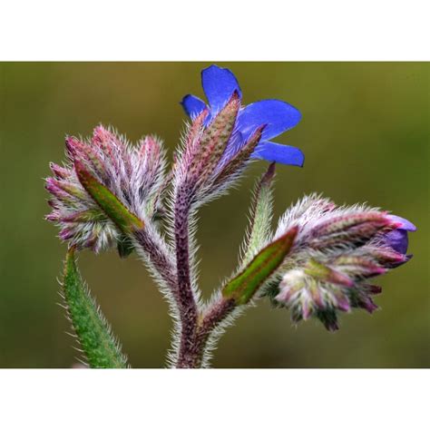 Check spelling or type a new query. Anchusa Seeds for sale | Perennial Flower Seeds.
