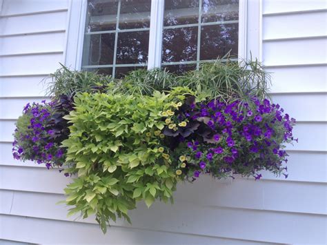 Window Box Success The Impatient Gardener