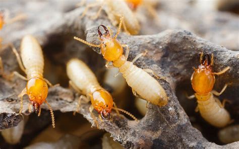 Early Signs Of Termites In Home Garden Or Yard Outside