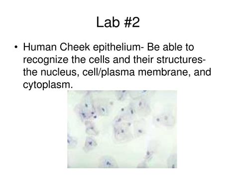 In animal cheek cell nucleus is generally located. PPT - General Biology Lab Exam1 Review PowerPoint ...