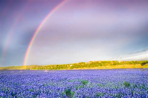 Tori amos — somewhere over the rainbow 04:31. Texas Wildflower Picture, Image, Photo Print | Somewhere ...
