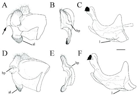Male Genitalia A Merodon Medium Sp Nov Epandrium Lateral View B