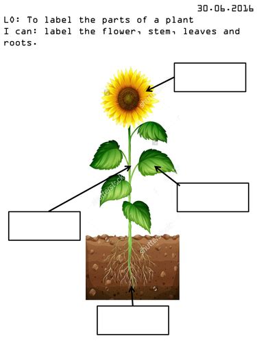 Label The Parts Of A Plant Teaching Resources