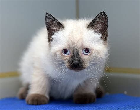 Little Fluffy Siamese Kitten Stock Photo Image Of Facial Kittens