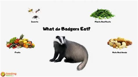What Do Badgers Eat Feeding Nature